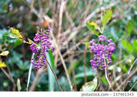 哦,紫式部 哦,紫式部 137401343