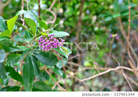 Omurasakusibibu Omurasakusibibu 137401344