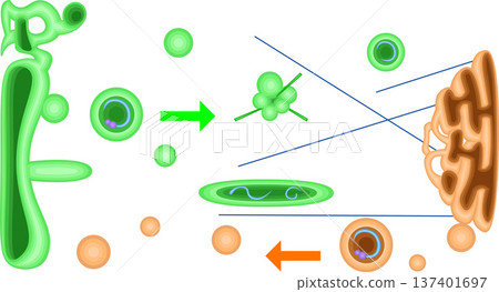 Schematic diagram of vesicle transport from the endoplasmic reticulum to the Golgi apparatus Schematic diagram of vesicle transport from the endoplasmic reticulum to the Golgi apparatus 137401697