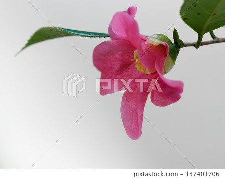 A single-petaled red wabisuke 137401706