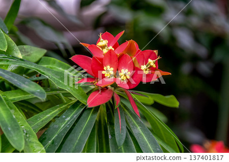 大戟屬植物,又稱牙買加一品紅 大戟屬植物,又稱牙買加一品紅 137401817