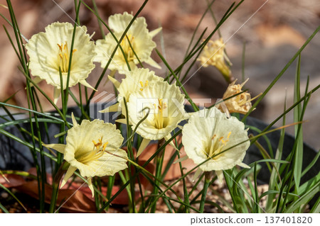 可愛的黃色襯裙水仙花 137401820