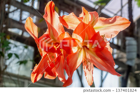 Hippeastrum (Amaryllis family) - sometimes called Amaryllis Hippeastrum (Amaryllis family) - sometimes called Amaryllis 137401824