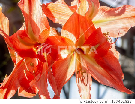 Hippeastrum (Amaryllis family) - sometimes called Amaryllis Hippeastrum (Amaryllis family) - sometimes called Amaryllis 137401825