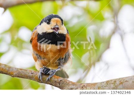 一隻花斑山雀津津有味地吃著堅果。 137402346