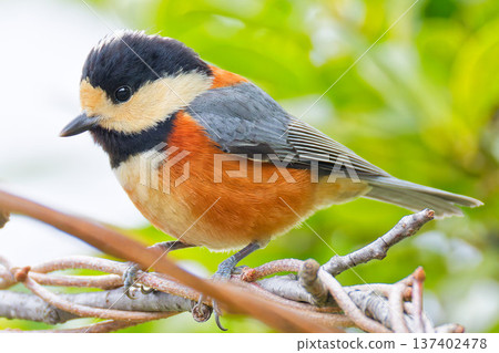 Varied tit in the forest, close-up Varied tit in the forest, close-up 137402478