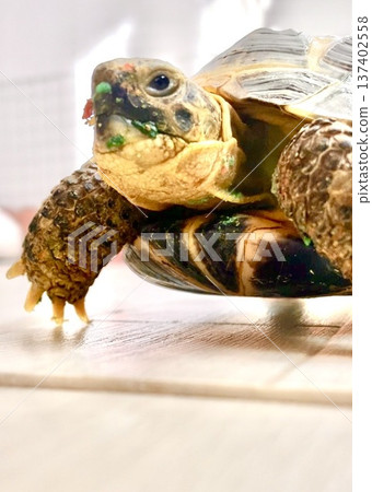 A Russian tortoise walking around wearing a colorful tortoise hood A Russian tortoise walking around wearing a colorful tortoise hood 137402558