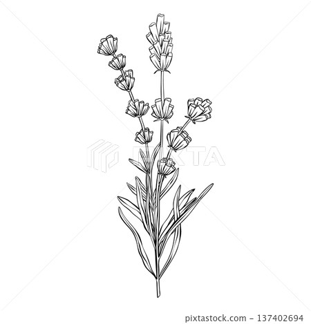 Lavender branches hand drawn vector outline illustration. Botanical clipart in black and white monochrome style. Elegant floral bouquet for wedding invitations branding, packaging, cards and templates Lavender branches hand drawn vector outline illustration. Botanical clipart in black and white monochrome style. Elegant floral bouquet for wedding invitations branding, packaging, cards and templates 137402694