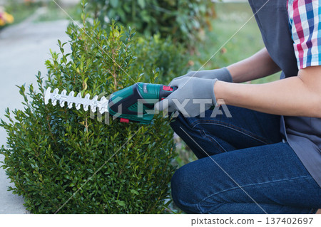 hand trimming bush with electric shears in garden 137402697