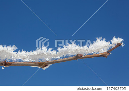 shot of ice crystals. Winter pattern with white snowflakes on the background of the blue sky 137402705