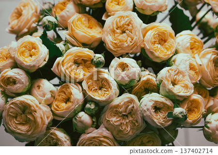 Beautiful coral pion-shaped rose. Bouquet Shrub roses. Illuminating yellow. Beautiful coral pion-shaped rose. Bouquet Shrub roses. Illuminating yellow. 137402714