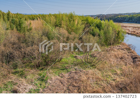Bamboo forest on the Kizu River riverbed, Joyo City, Kyoto Prefecture 137402723