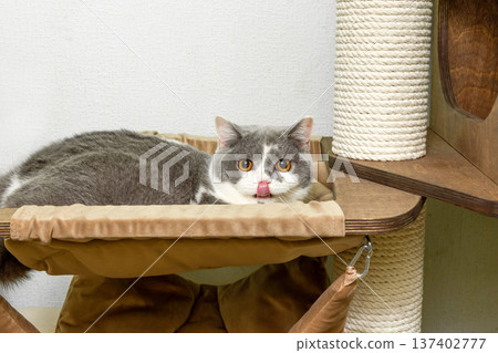 Cute pet cat of the British shorthair breed on the cat tree at home 137402777