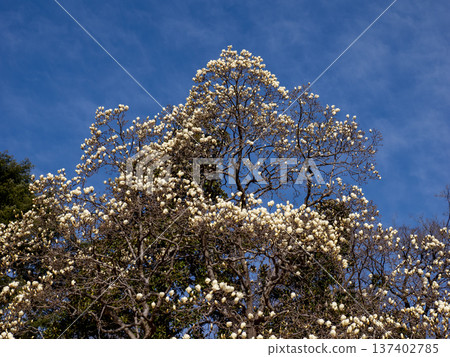 White magnolia flowers starting to bloom in the park White magnolia flowers starting to bloom in the park 137402785