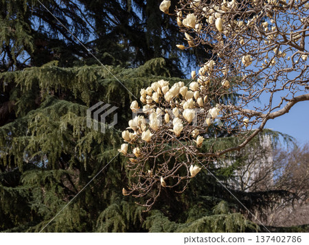 White magnolia flowers starting to bloom in the park White magnolia flowers starting to bloom in the park 137402786