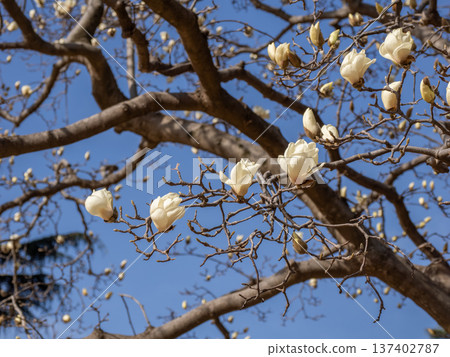White magnolia flowers starting to bloom in the park White magnolia flowers starting to bloom in the park 137402787