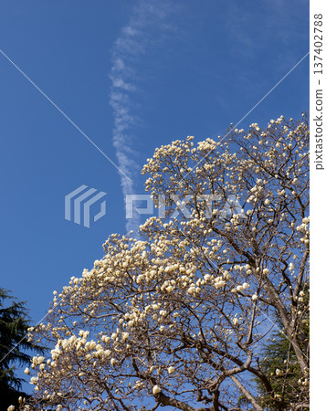 公園裡,白色的玉蘭花開始盛開了。 公園裡,白色的玉蘭花開始盛開了。 137402788