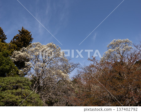 White magnolia flowers starting to bloom in the park White magnolia flowers starting to bloom in the park 137402792