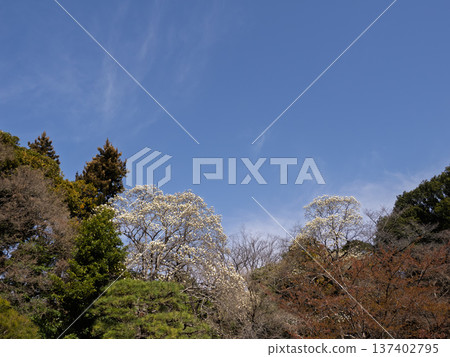 White magnolia flowers starting to bloom in the park White magnolia flowers starting to bloom in the park 137402795