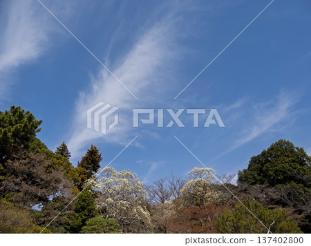 White magnolia flowers starting to bloom in the park 137402800