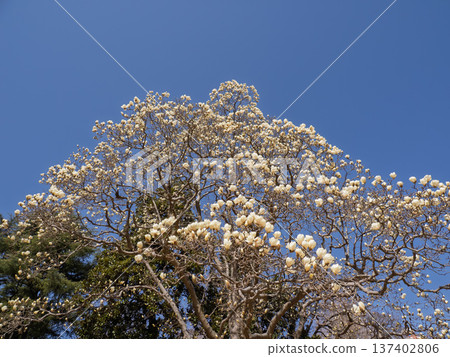 公園裡，白色的玉蘭花開始盛開了。 137402806