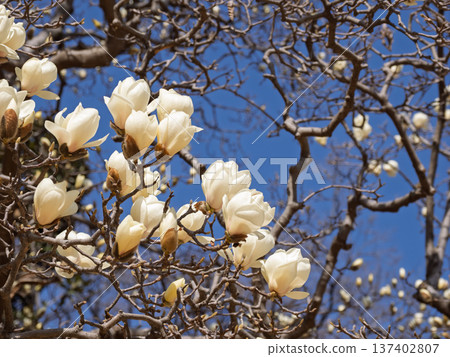White magnolia flowers starting to bloom in the park White magnolia flowers starting to bloom in the park 137402807