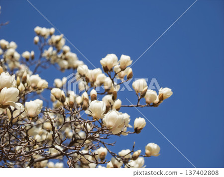 White magnolia flowers starting to bloom in the park 137402808