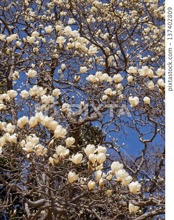 White magnolia flowers starting to bloom in the park 137402809