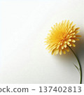 白色背景上的黃色蒲公英，設計背景素材，左側留有充足的文字空間。 137402813