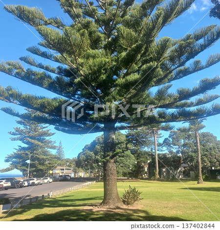 New Zealand's magnificent trees 137402844