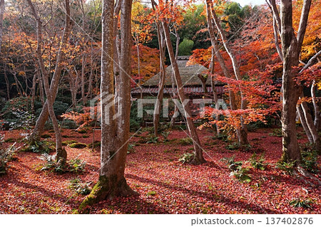 Autumn leaves at Gionji Temple in Sagano, Kyoto (early winter) 137402876