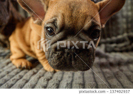 A cute French bulldog puppy. A questioning face. Fluffy ears. Close-up A cute French bulldog puppy. A questioning face. Fluffy ears. Close-up 137402937