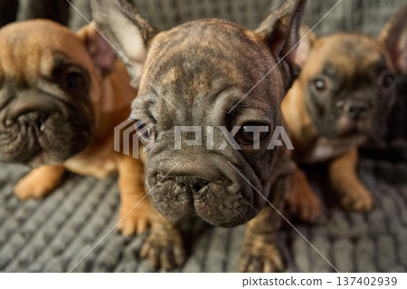Close-up of a brindle against a background of red ones. A plush trio. Cute French bulldog puppies. Fidgety little ones 137402939