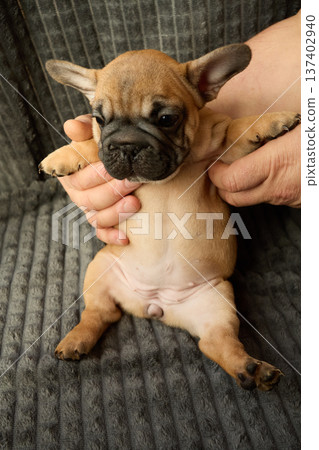 Vertical photo. Portrait of a red-haired female French Bulldog puppy, belly up. Vertical photo. Portrait of a red-haired female French Bulldog puppy, belly up. 137402940