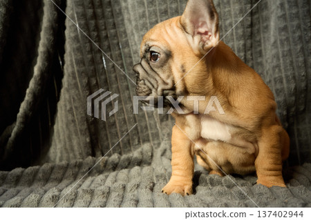 A profile portrait of a red-haired French Bulldog puppy. A profile portrait of a red-haired French Bulldog puppy. 137402944