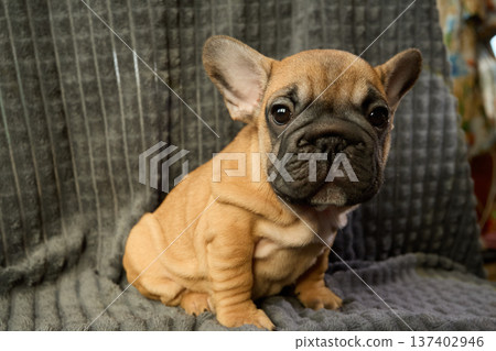 A full-length portrait of a red-haired French Bulldog puppy, sitting. 137402946