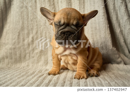Portrait of a red-haired French Bulldog puppy. Shar-Pei breed. Eyes closed. Portrait of a red-haired French Bulldog puppy. Shar-Pei breed. Eyes closed. 137402947