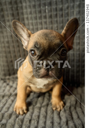 Vertical photo. A frontal portrait of a red-haired French Bulldog puppy. Vertical photo. A frontal portrait of a red-haired French Bulldog puppy. 137402948
