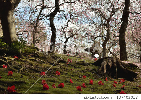 Early spring at Jonan-gu Shrine Garden: Weeping plum blossoms and fallen camellias (Fushimi Ward, Kyoto City) 137403018