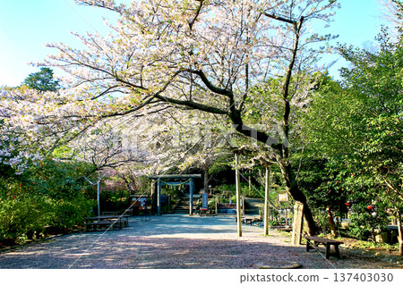 【神奈川】鎌倉之春:葛原岡神社與傍晚的櫻花 【神奈川】鎌倉之春:葛原岡神社與傍晚的櫻花 137403030