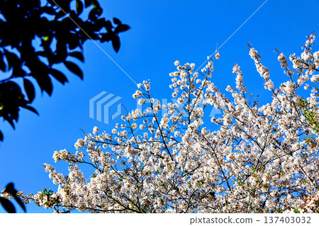 [Kanagawa] Spring in Kamakura: Cherry blossoms in front of the torii gate of Kuzuharaoka Shrine 137403032