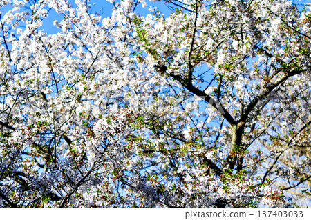 [Kanagawa] Spring in Kamakura: Cherry blossoms in front of the torii gate of Kuzuharaoka Shrine 137403033