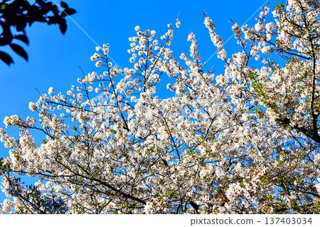 [Kanagawa] Spring in Kamakura: Cherry blossoms in front of the torii gate of Kuzuharaoka Shrine 137403034