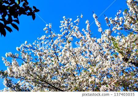 [Kanagawa] Spring in Kamakura: Cherry blossoms in front of the torii gate of Kuzuharaoka Shrine 137403035