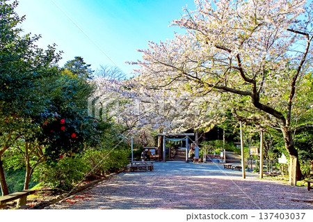 [Kanagawa] Spring in Kamakura: Kuzuharaoka Shrine and cherry blossoms in the evening 137403037