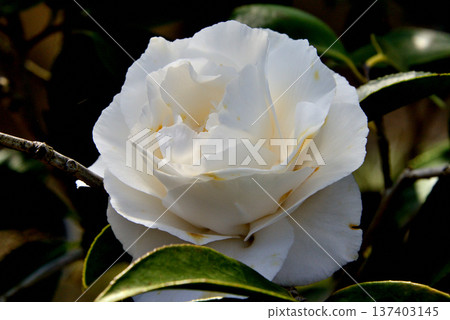 山茶花(Camellia japonica Kona) 山茶花(Camellia japonica Kona) 137403145