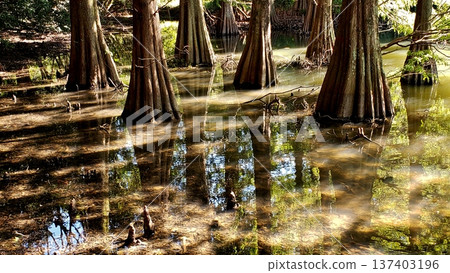 九州大學笹慄森林的神秘景象：落羽杉 137403196