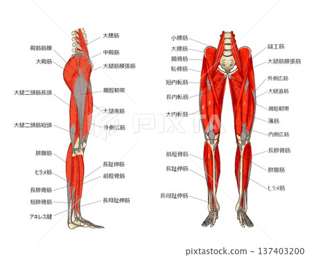 下肢淺層外側前部 137403200