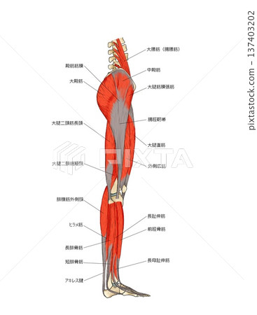 下肢兩側的淺層肌肉 下肢兩側的淺層肌肉 137403202