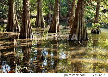 Mysterious sight of the Sasaguri Kyushu University Forest: Bald cypress Mysterious sight of the Sasaguri Kyushu University Forest: Bald cypress 137403214